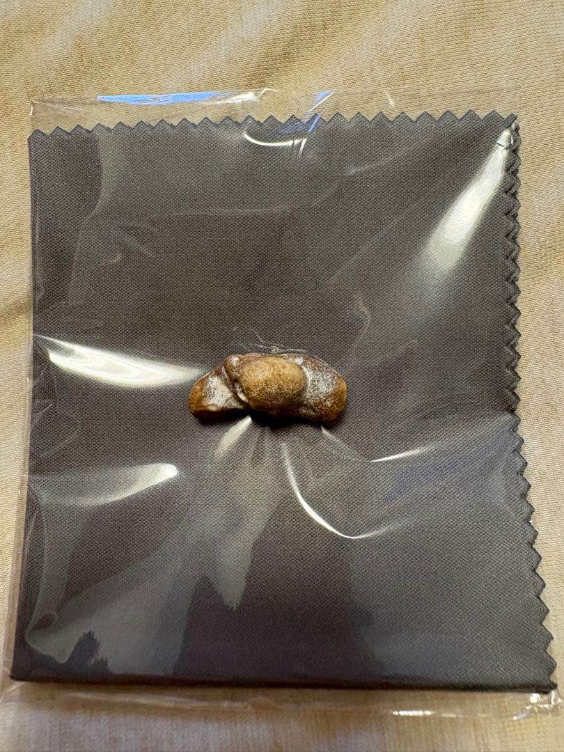 【幸運の御守り】イルカの耳骨