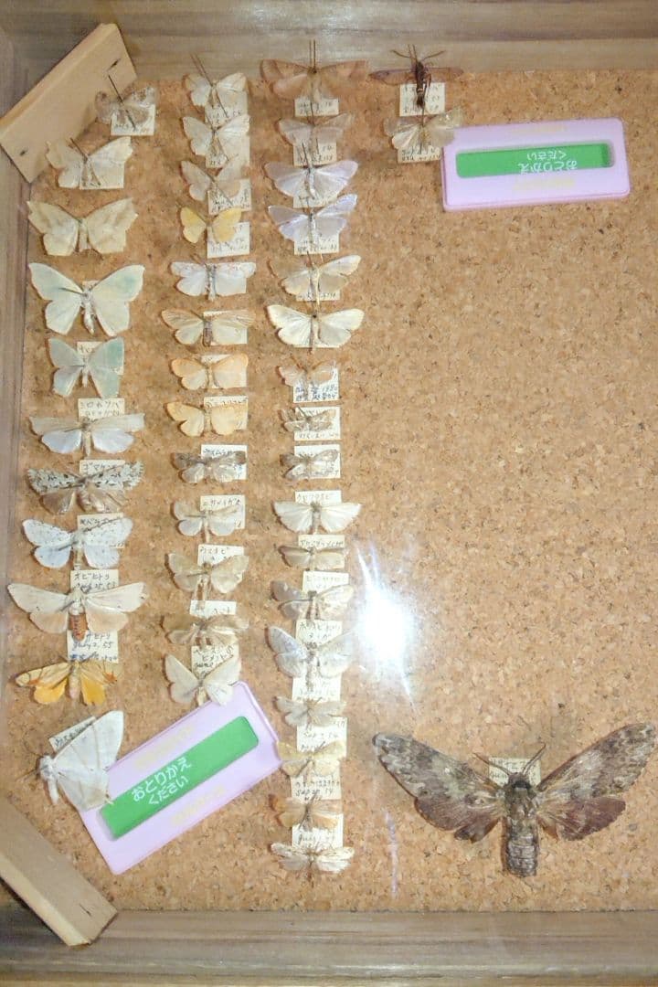 ②昆虫類 蛾など 標本2セット■大型標本箱 ドイツ箱 桐箱 ケース付き