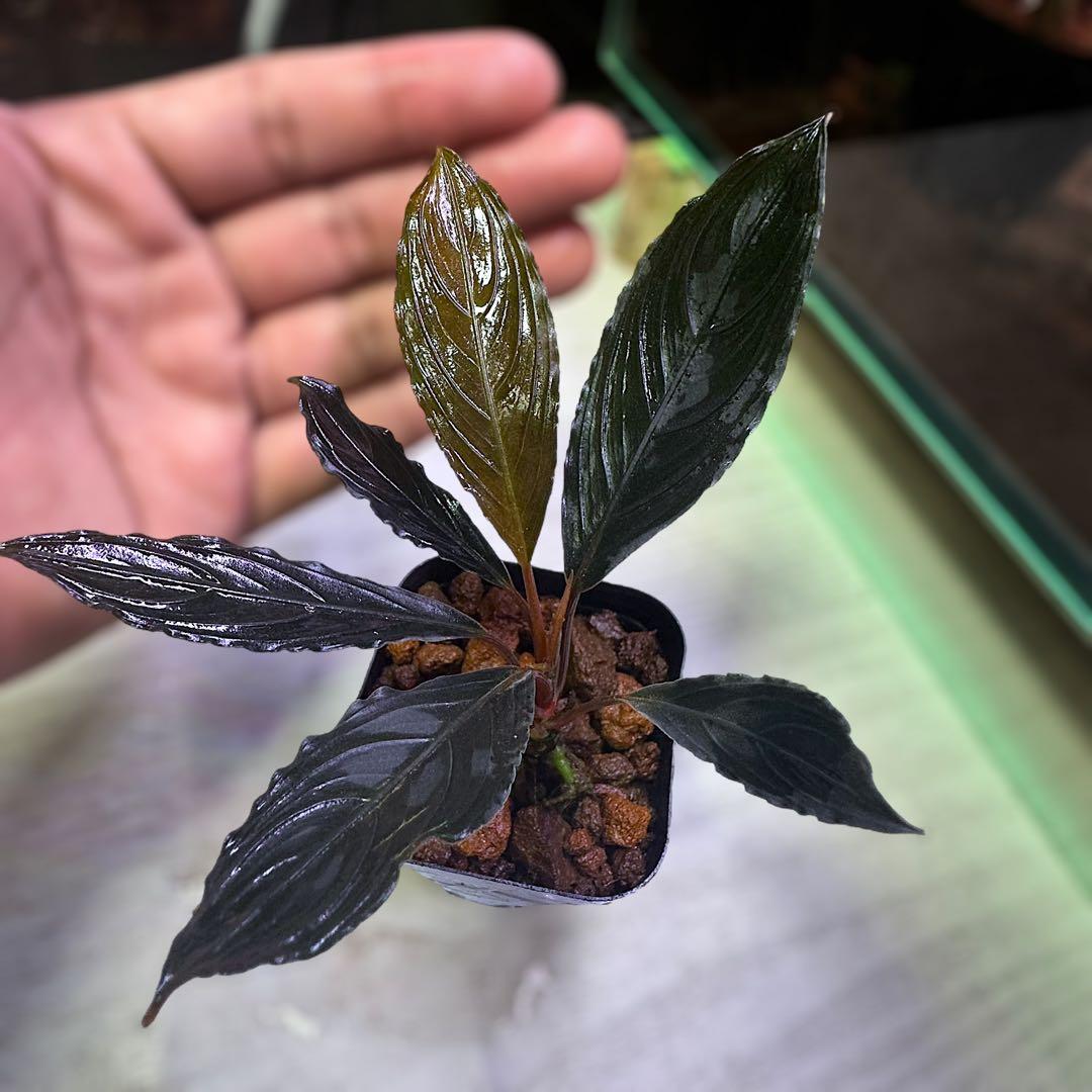 こ*た様 ブセファランドラでBucephalandra Kishii 細葉
