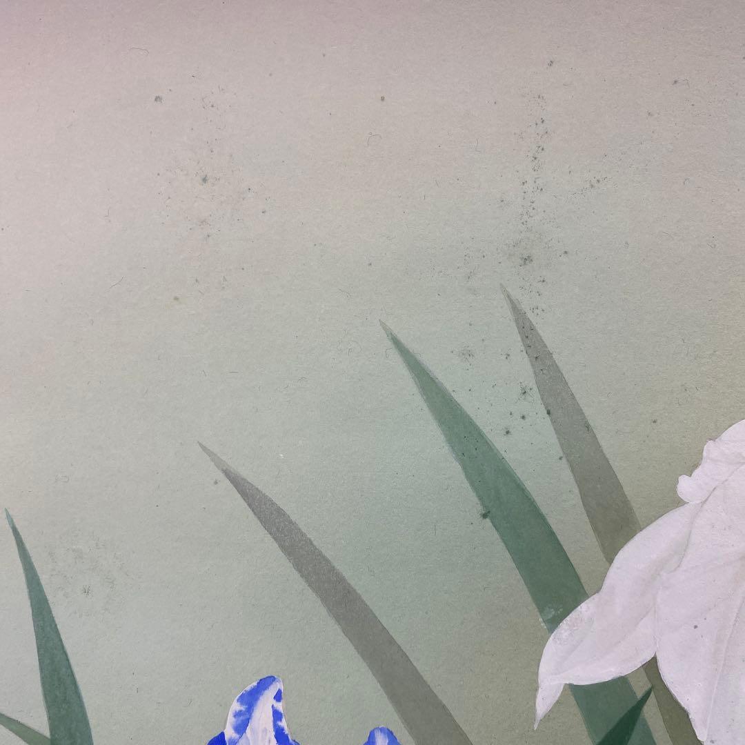 美品 掛け軸 鈴木康夫作 菖蒲図 共箱 太巻き付 夏掛け