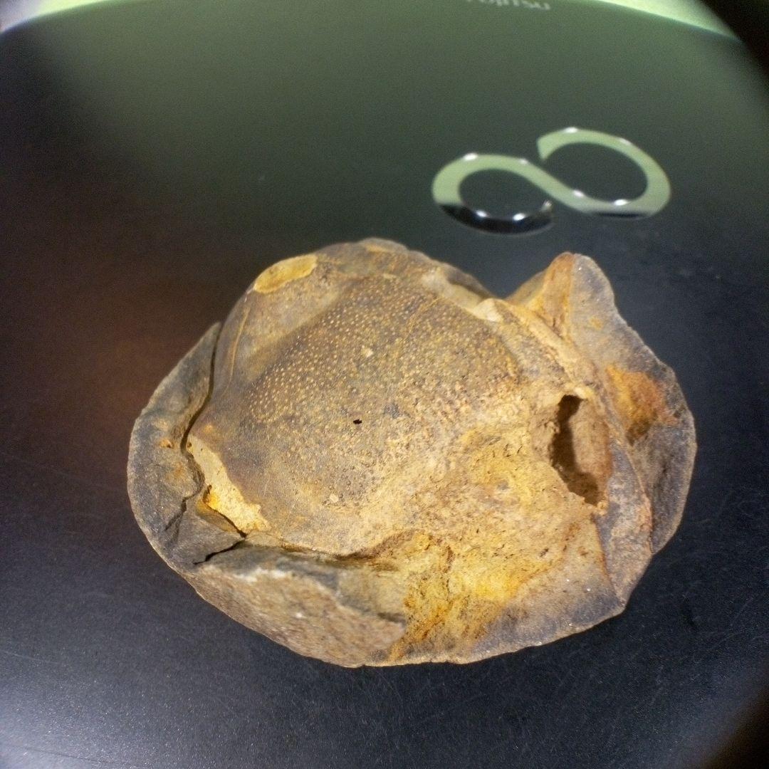 三葉虫　化石　fossil　ボリビア　trilobite　海生動物　三葉虫識別⑦