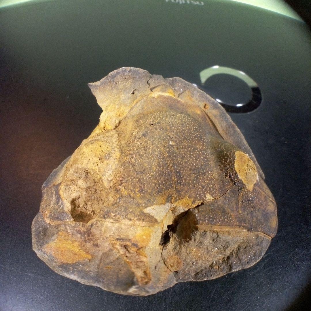 三葉虫　化石　fossil　ボリビア　trilobite　海生動物　三葉虫識別⑦