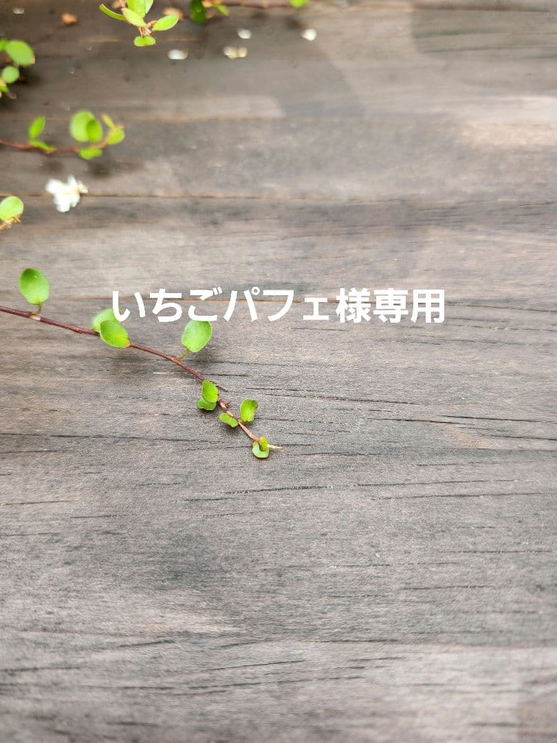 いちごパフェ様✨専用