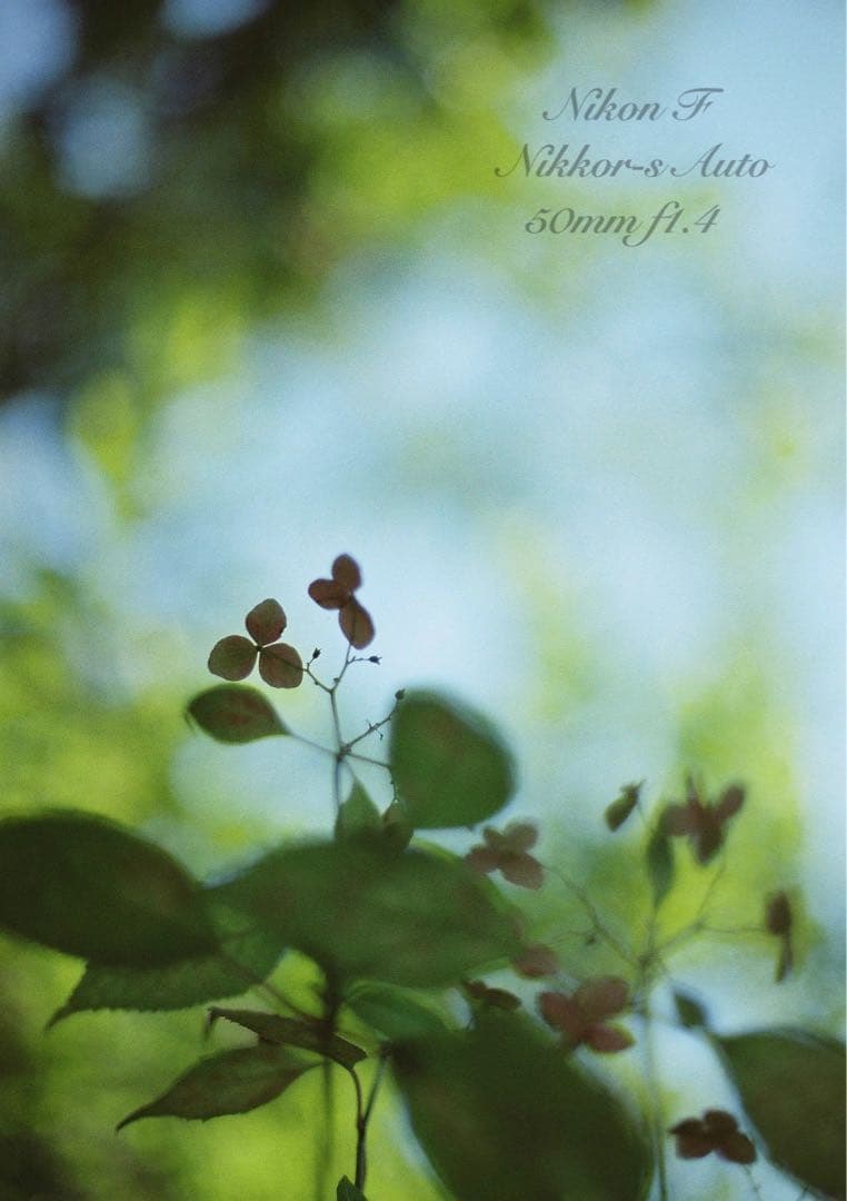 ★完動品＊美品★nikon f フォトミックftn／50mm f1.4／作例多数