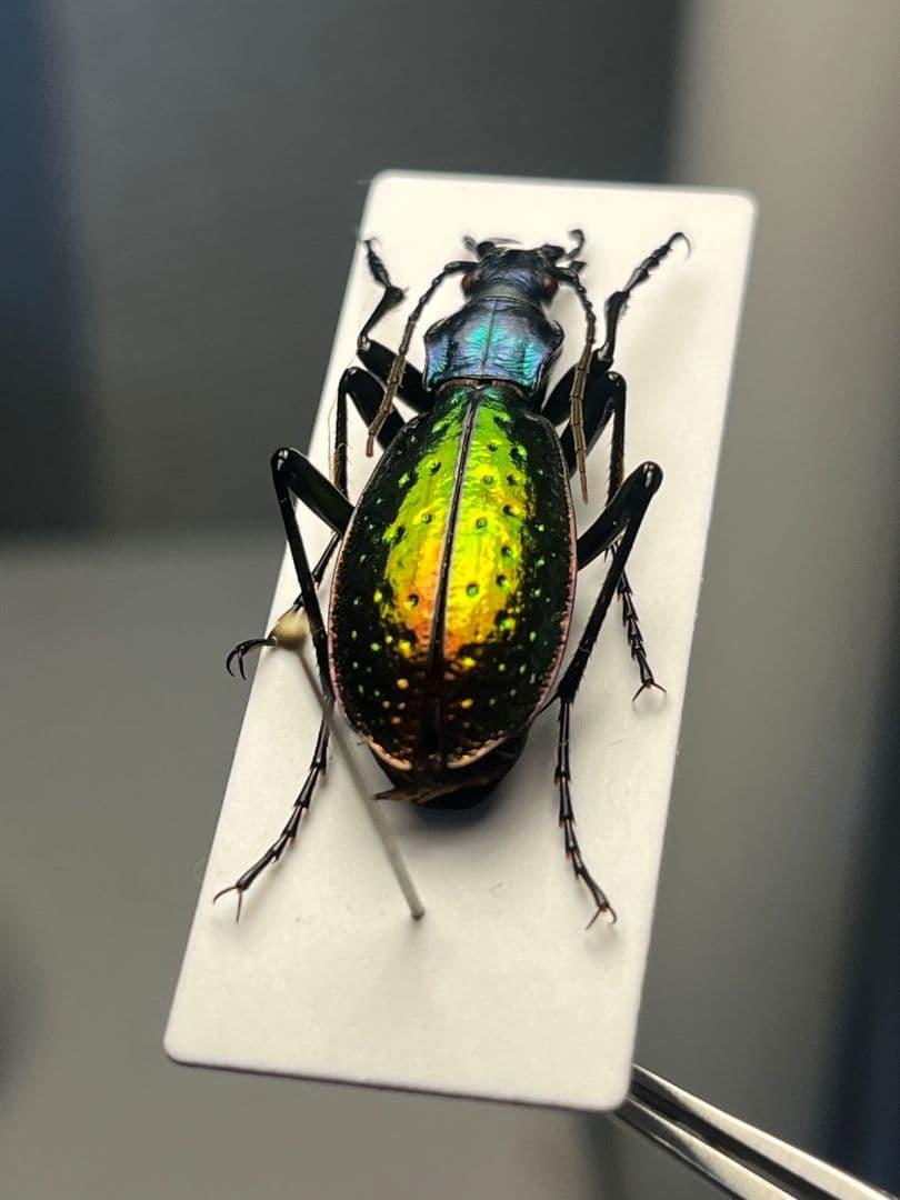 【29mm】Chrysotribax rutilans カブリモドキオサムシ標本