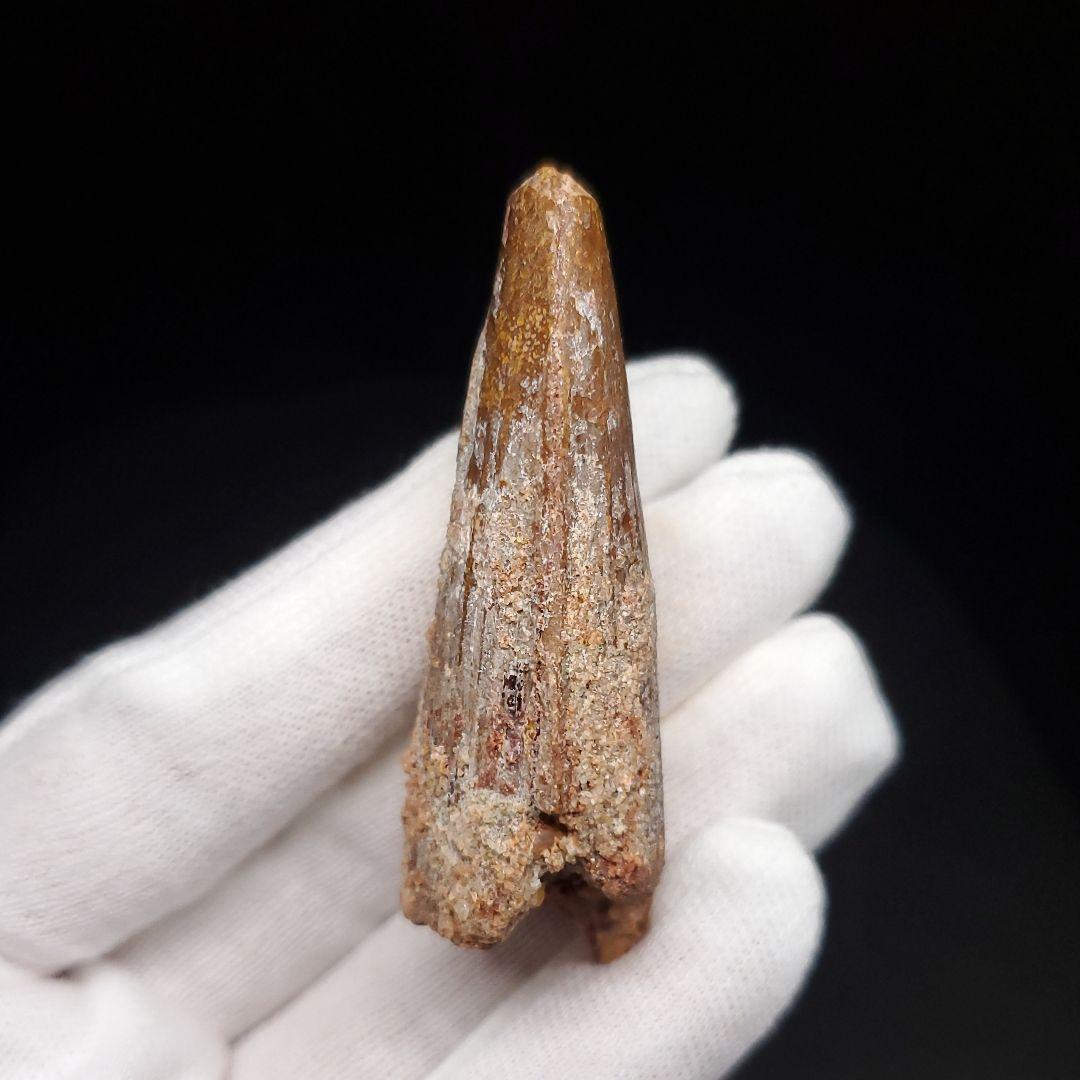 スピノサウルス 本物 モロッコ産 57.77mm プレゼント ギフト sp478