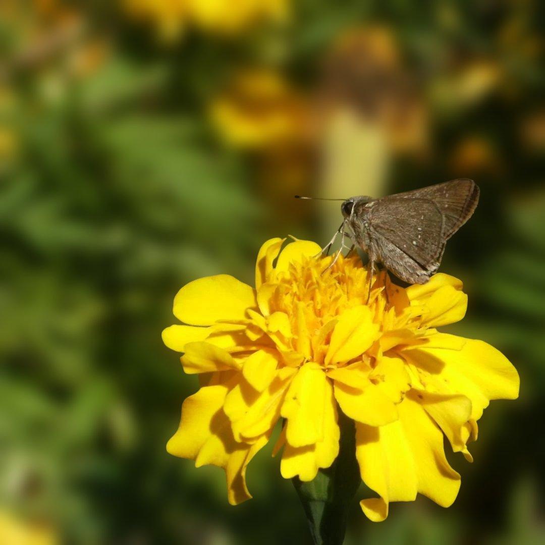 フジフイルム FinePix j50 8.2MP コンパクトデジタルカメラ