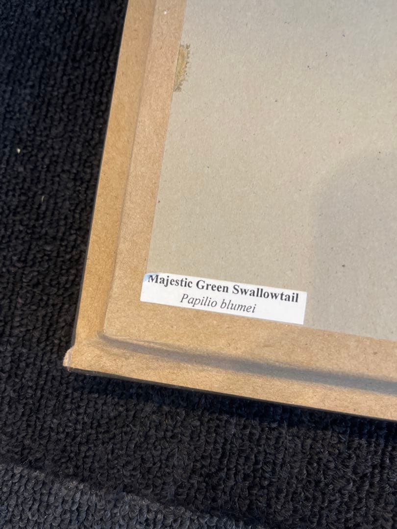 最高級 ミドリオナガタイマイ 標本 Papilio blumei 蔦屋　額入り蝶