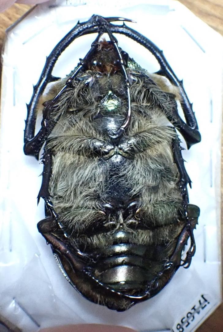 希少産地　ゲストロテナガコガネ　標本　色がいい