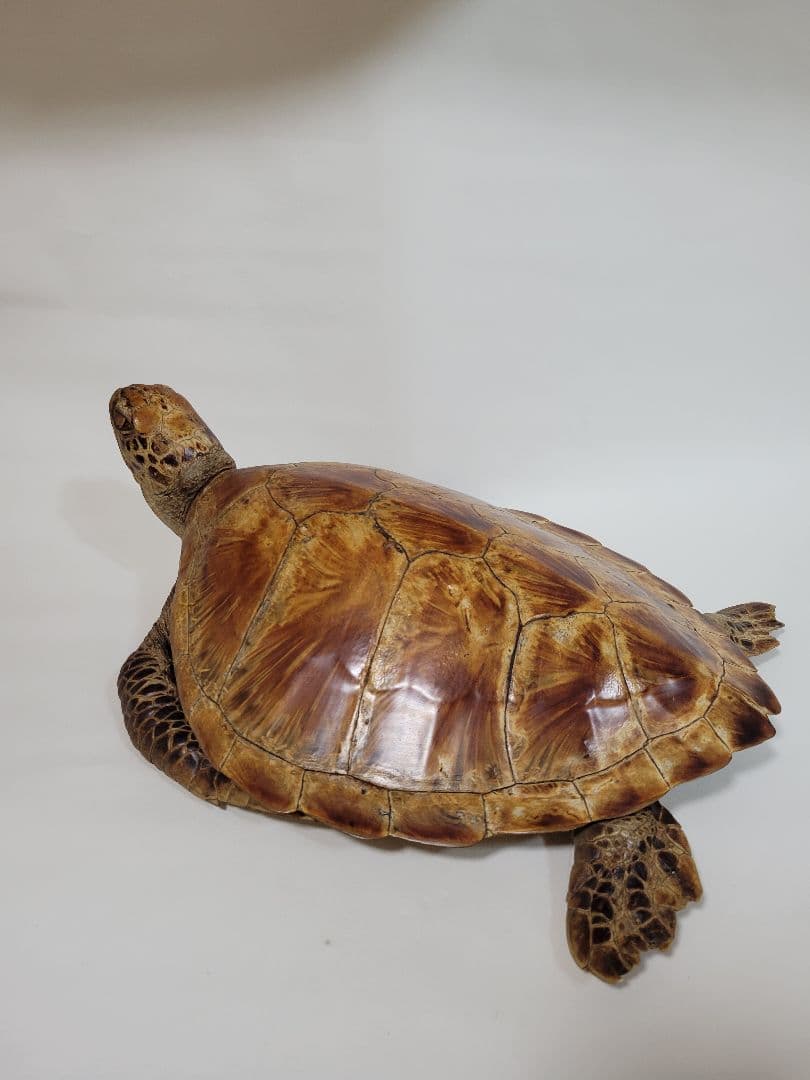 リアルな亀の置物 壁掛けインテリア