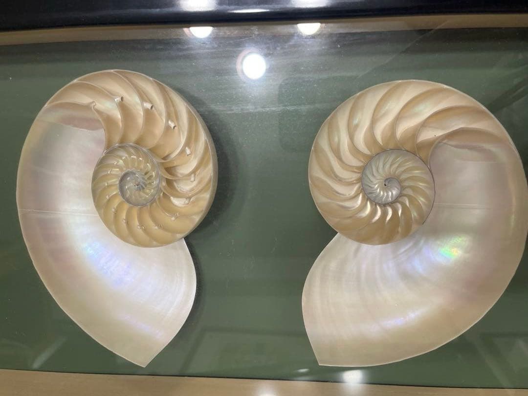 オウムガイ　ハーフカット　額入