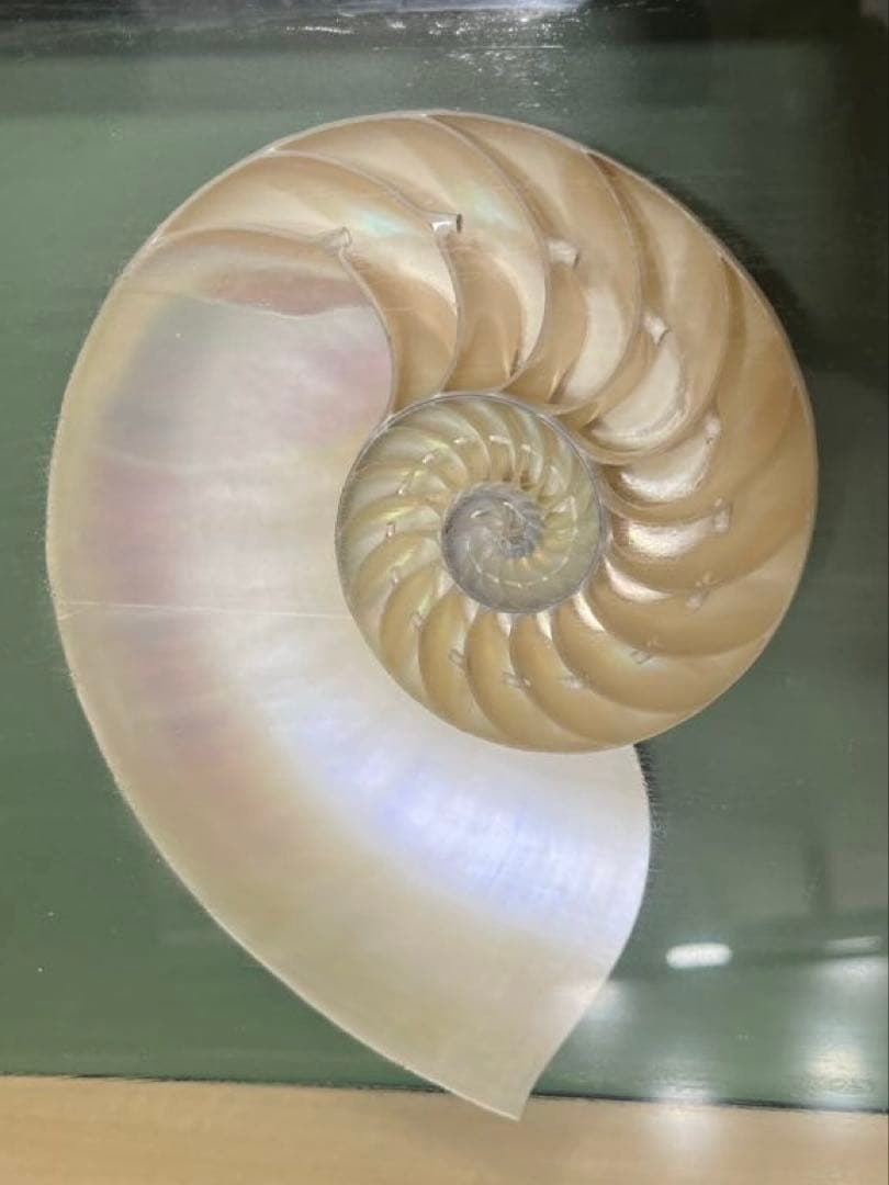 オウムガイ　ハーフカット　額入