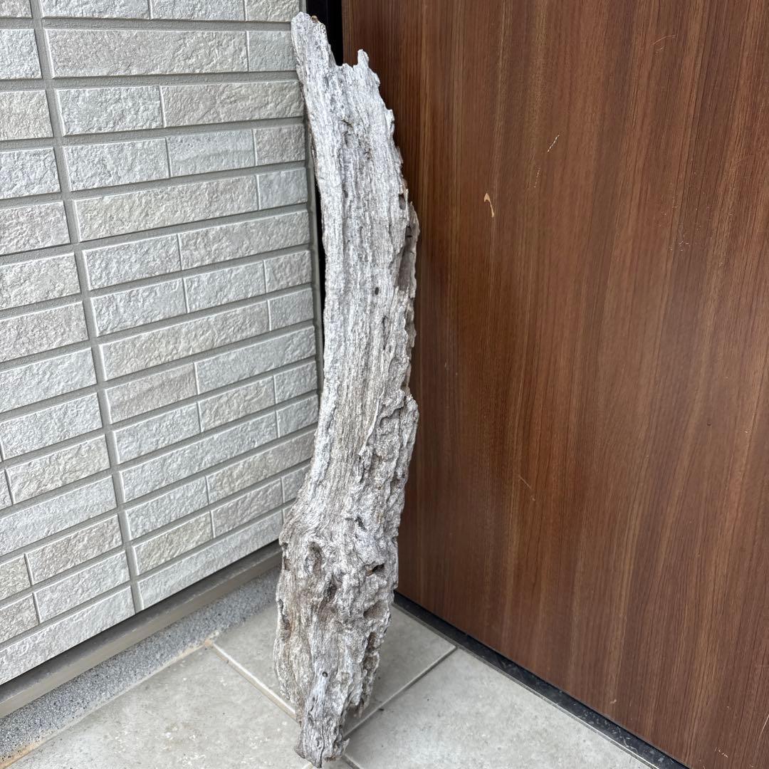 流木インテリア　爬虫類