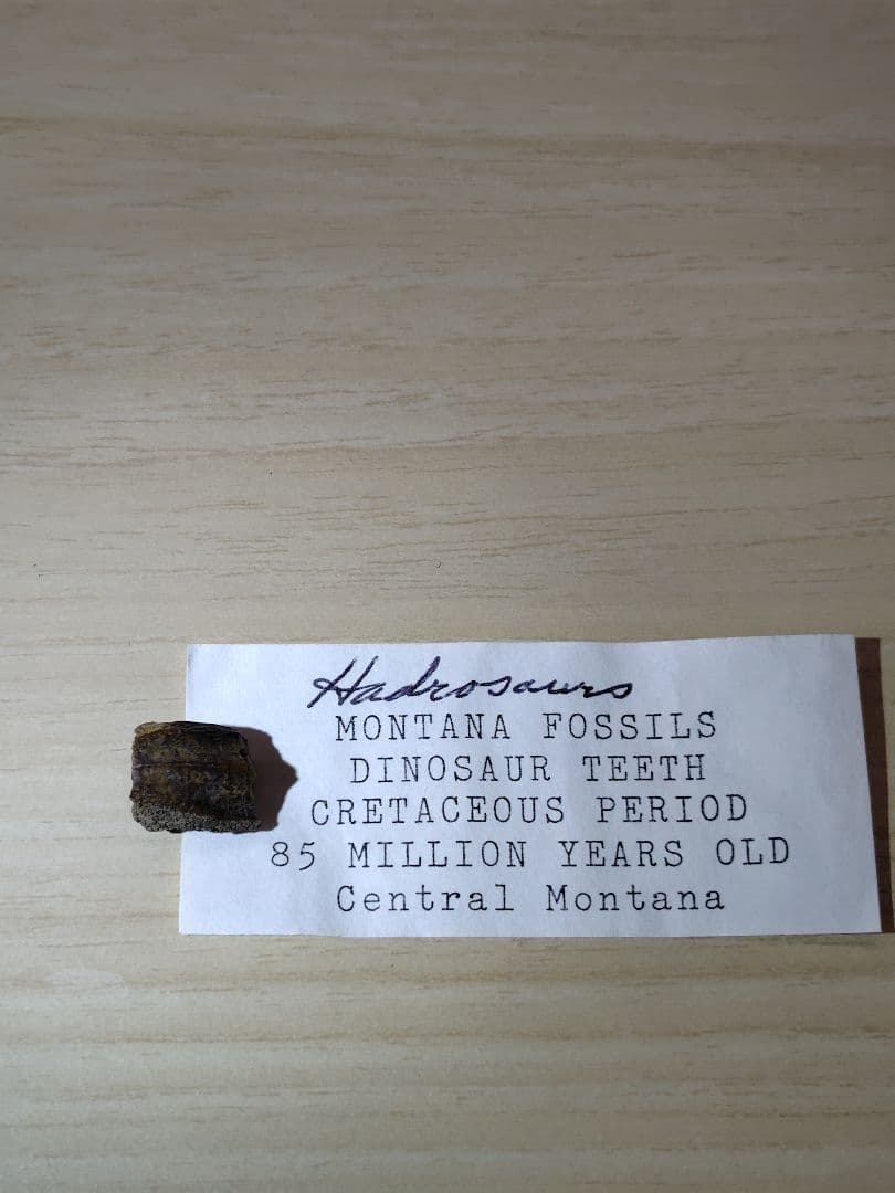 ハドロサウルス類　歯　化石　恐竜