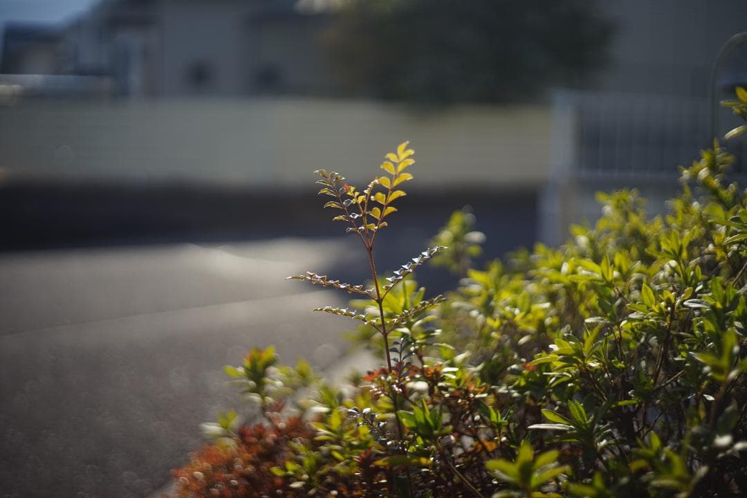 LEICA SUMMICRON-M 50mm F2 初期-前期型