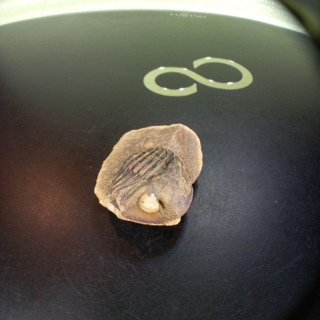 三葉虫　化石　fossil　ボリビア産　trilobite　南アメリカ化石郡⑧