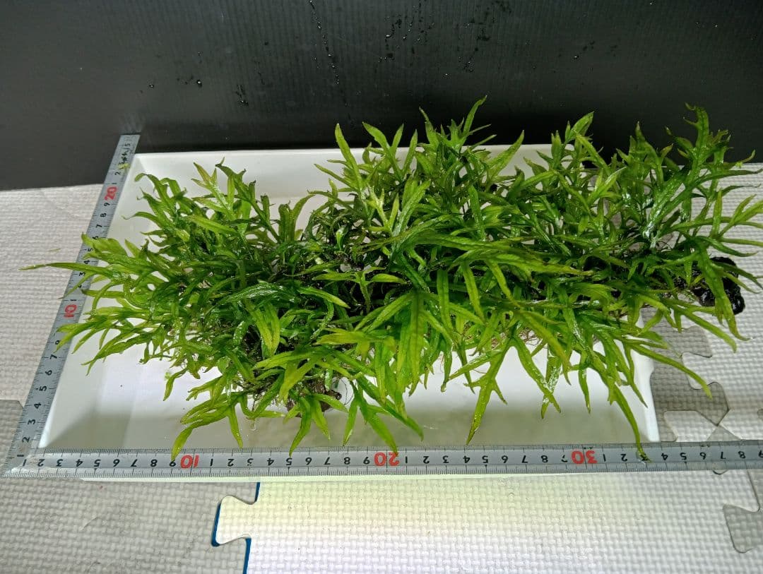 サウザーさま専用　特大ミクロソリウムsp.ソカン　シャープリーフ流木活着