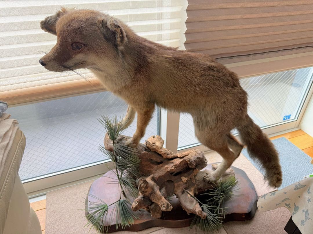 キツネの剥製 台座は本物の木　松の葉はフェイク