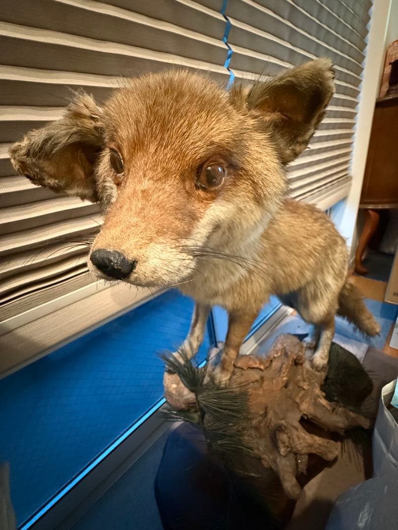キツネの剥製 台座は本物の木　松の葉はフェイク