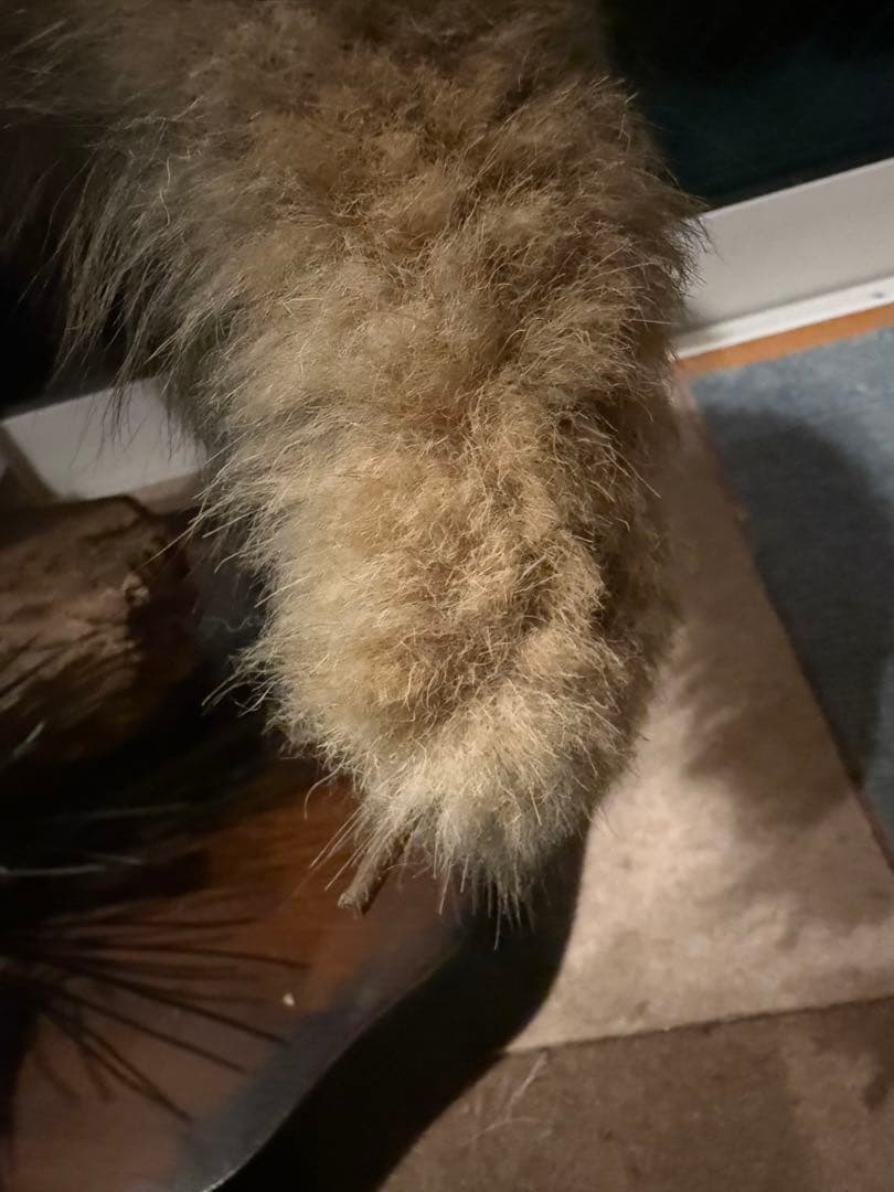 キツネの剥製 台座は本物の木　松の葉はフェイク