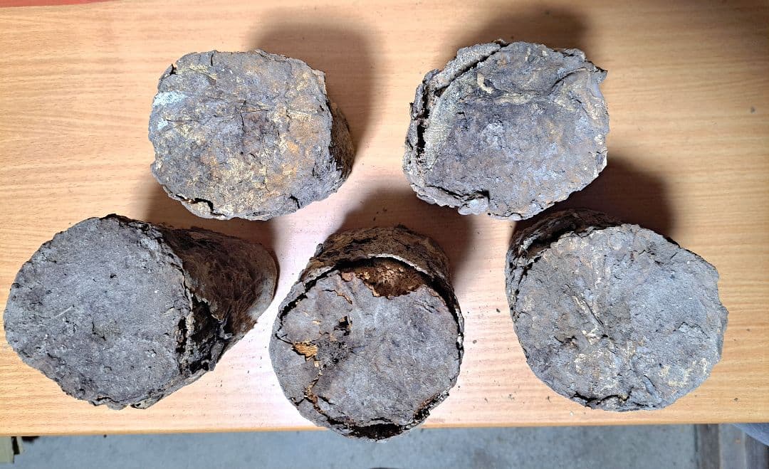 Ｌサイズ × ５本 クヌギ 土埋め レイシ (霊芝) 産卵材 柔らか仕上げ！