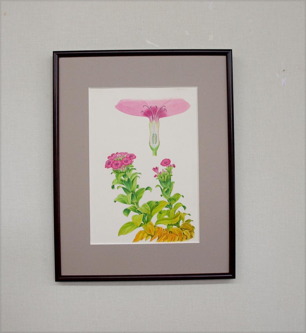 【絵画】ボタニカルアート　「ハマナデシコ」原画
