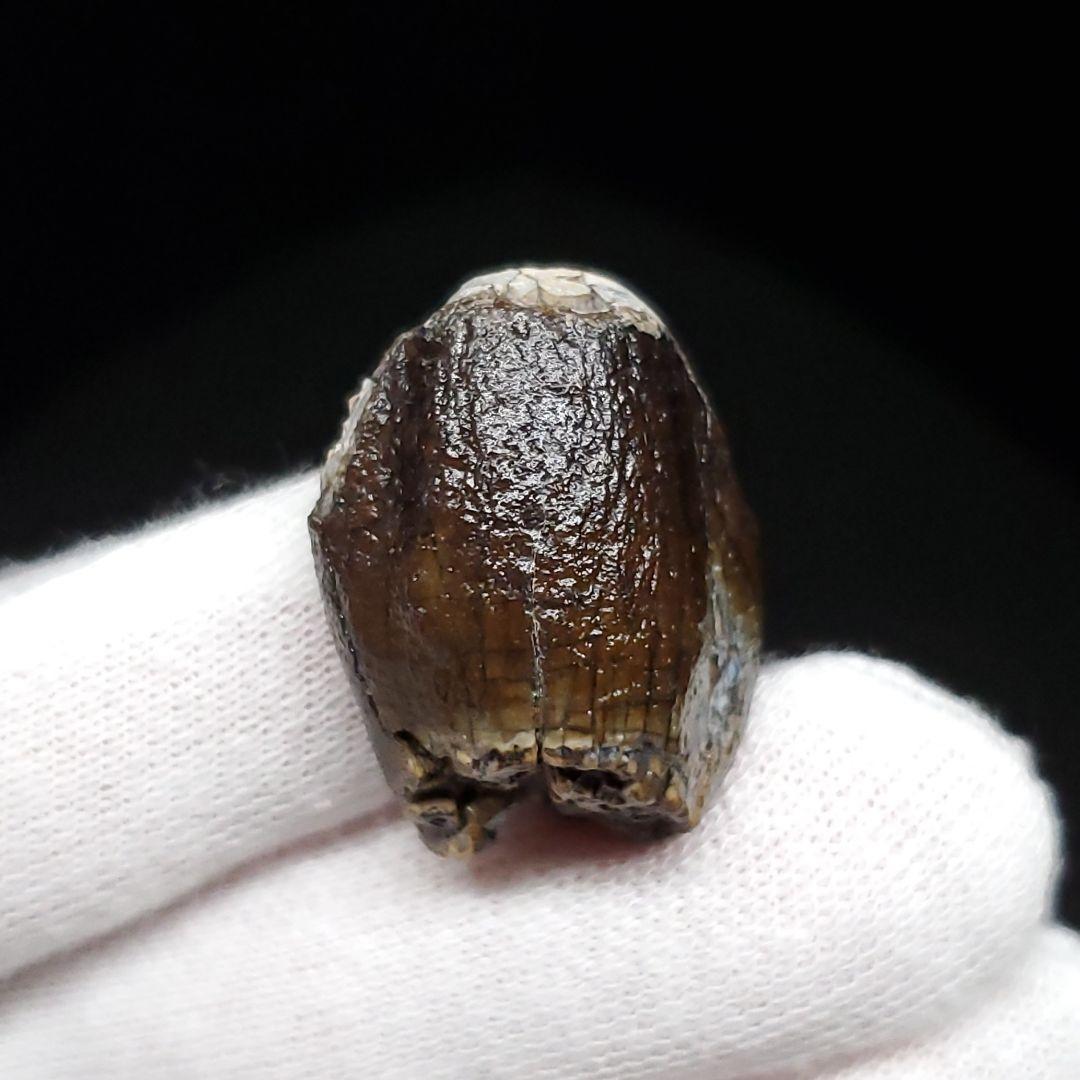 極上 ジョバリア 歯 化石 本物 ニジェール産 25.65mm fr105