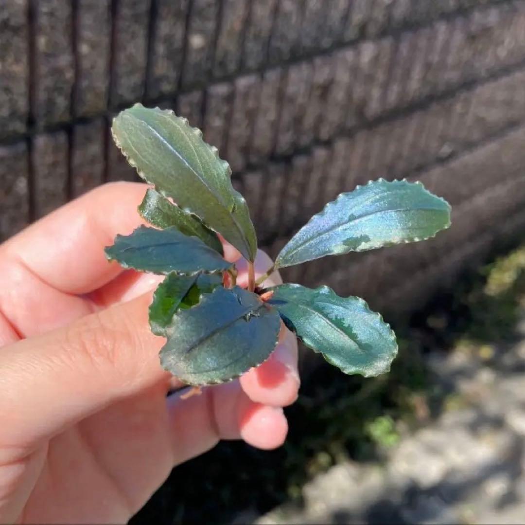 【黒葉】ブセファランドラsp Air terjunGunung Puis AZ便