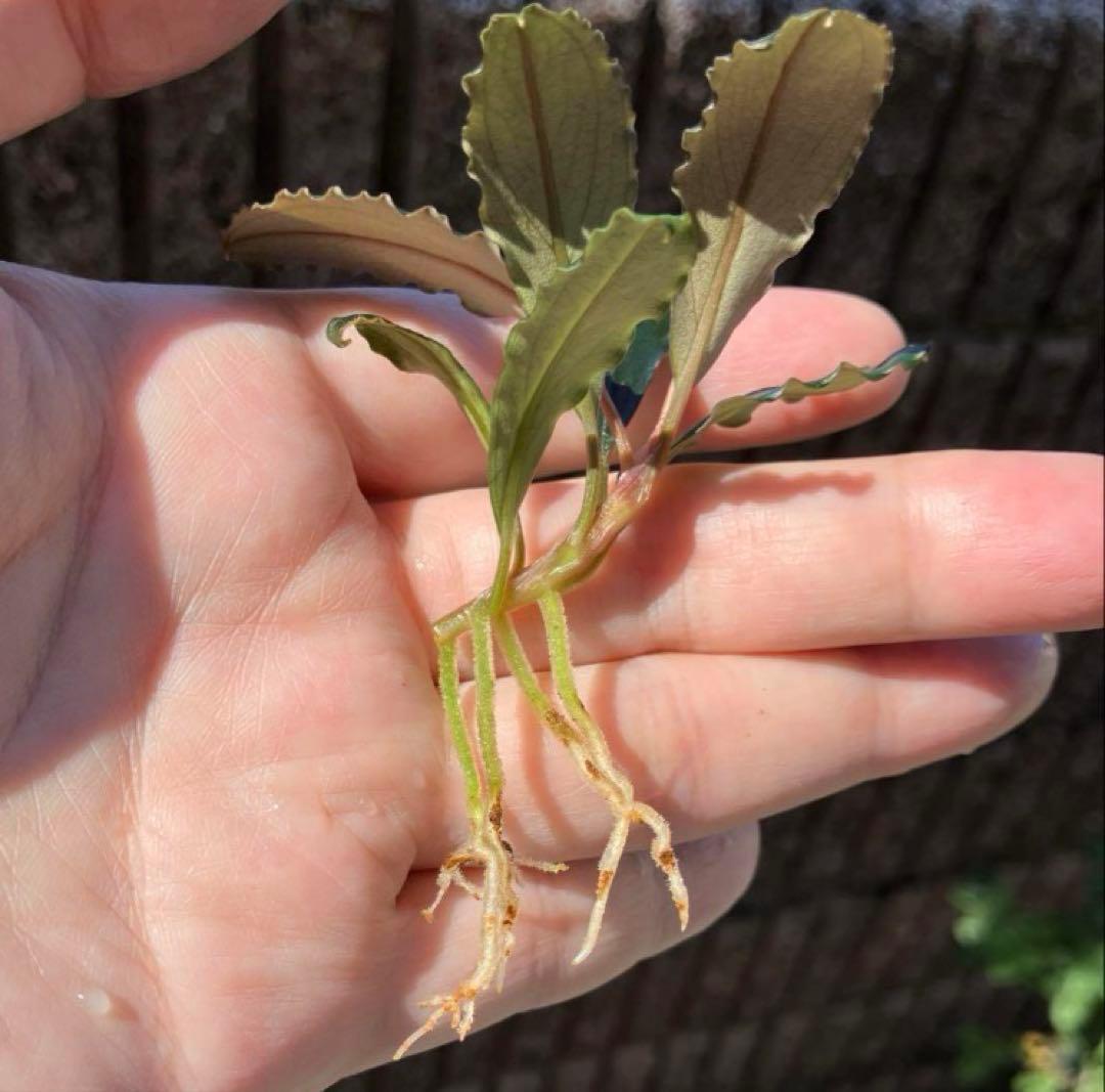 【黒葉】ブセファランドラsp Air terjunGunung Puis AZ便