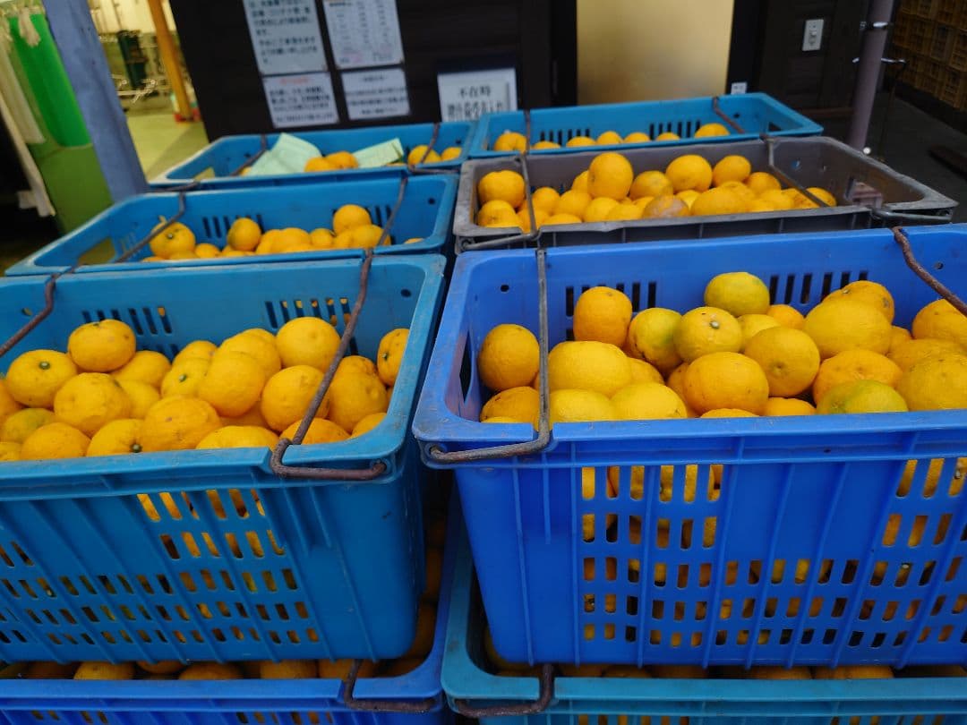 ふれあい農園の柚子果汁　無添加　栽培期間農薬不使用　720ml 6本入り