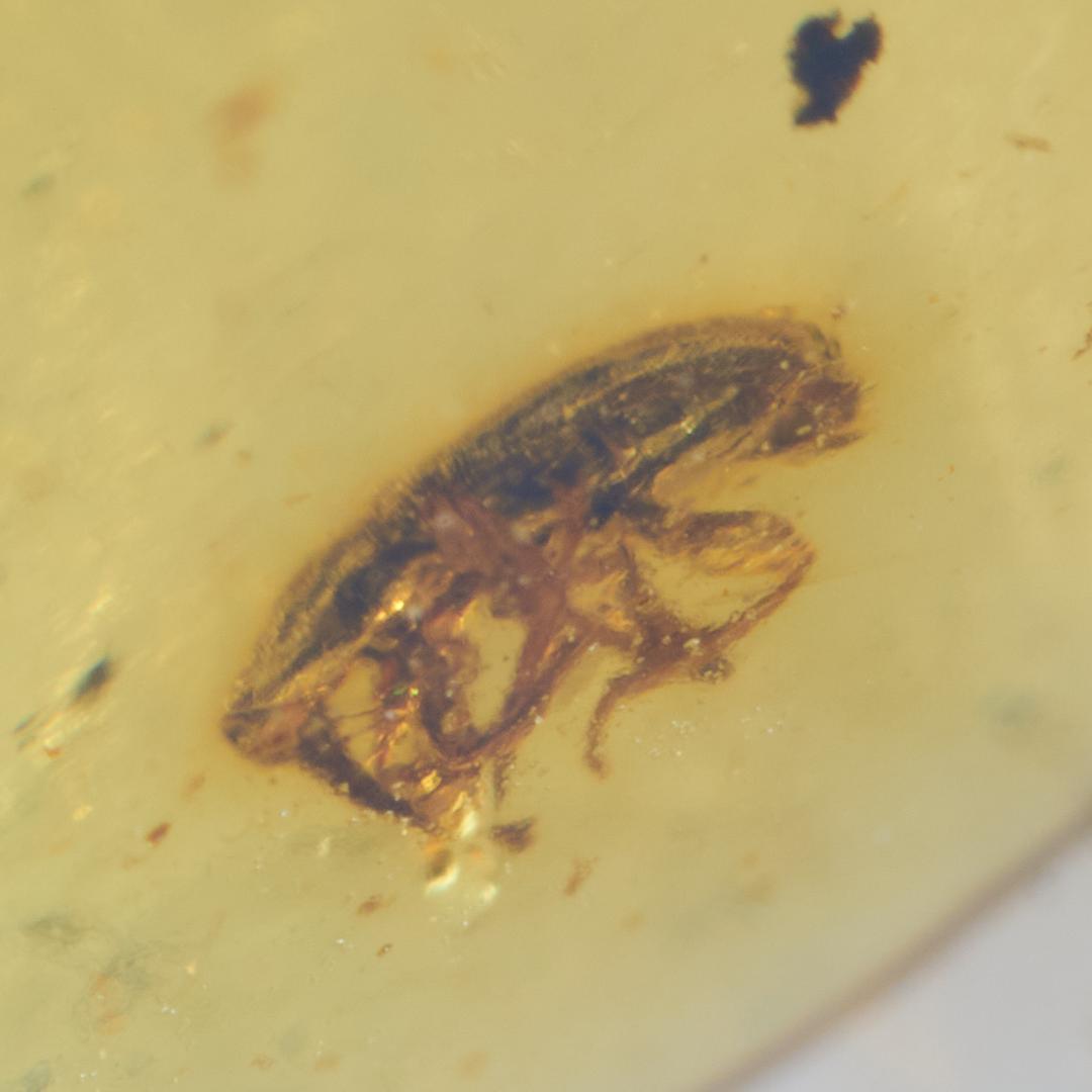 レア極上品 PA0021虫入り琥珀化石　ミャンマーカムティかタナイ9900万年前