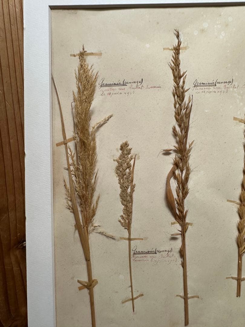 植物標本 フランスブロカント