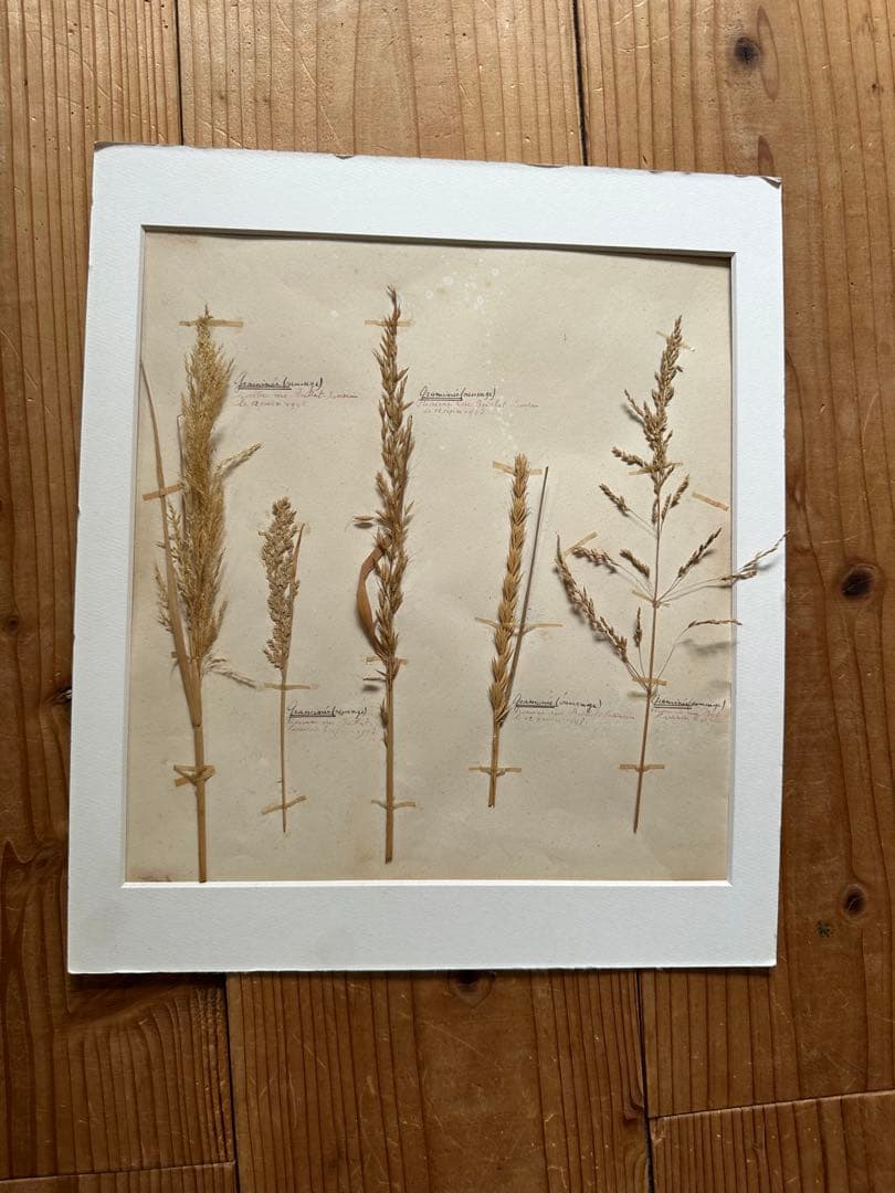 植物標本 フランスブロカント