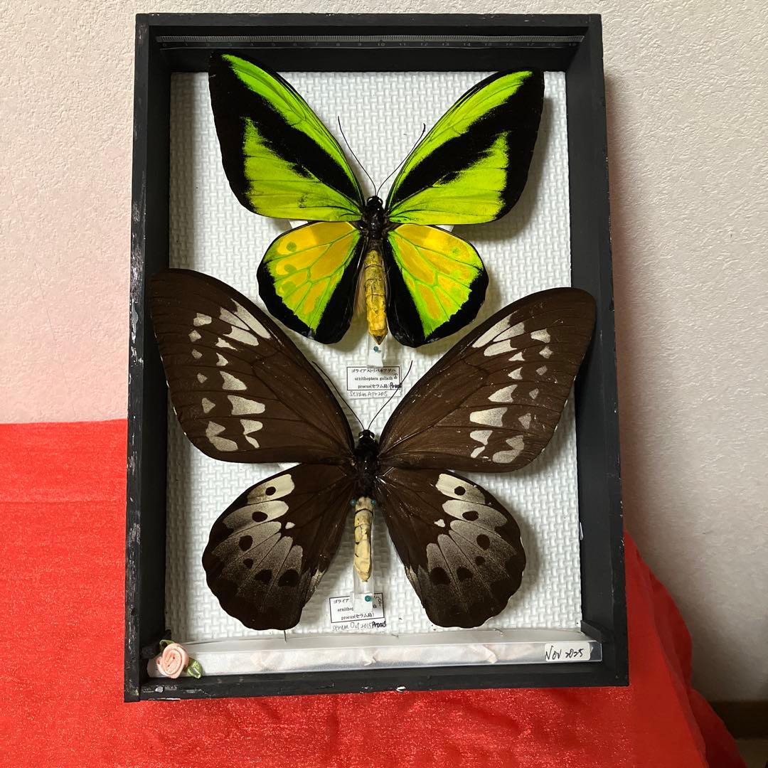 大型ゴライアスアゲハ♂♀