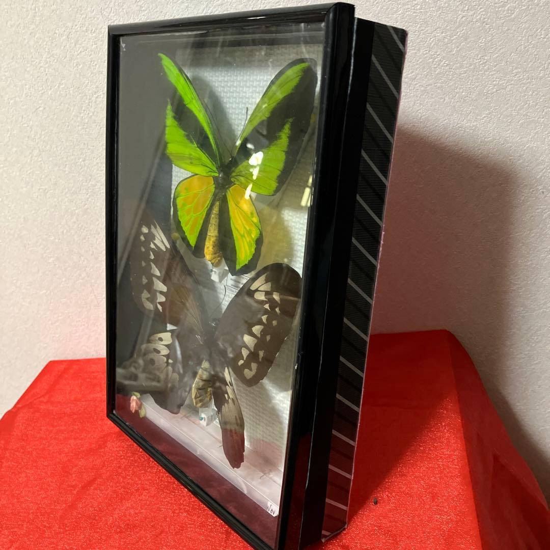 大型ゴライアスアゲハ♂♀