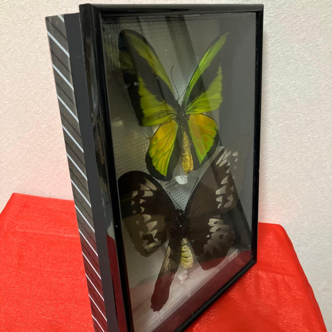 大型ゴライアスアゲハ♂♀