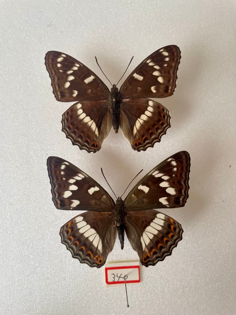 【ペア】オオイチモンジ（北京産）