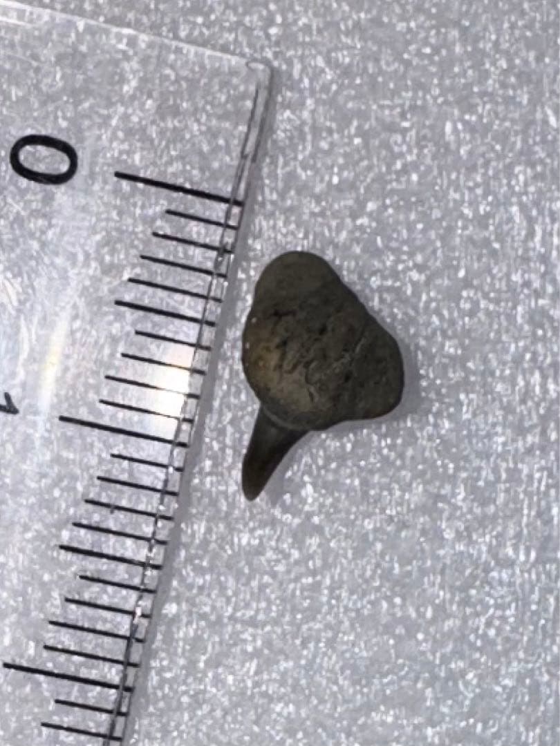 沖縄で拾ったサメ類の歯の化石（メガマウス）。