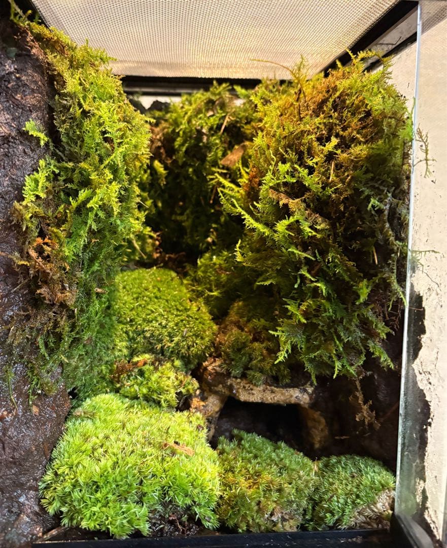 コケリウム　グラステラリウム
