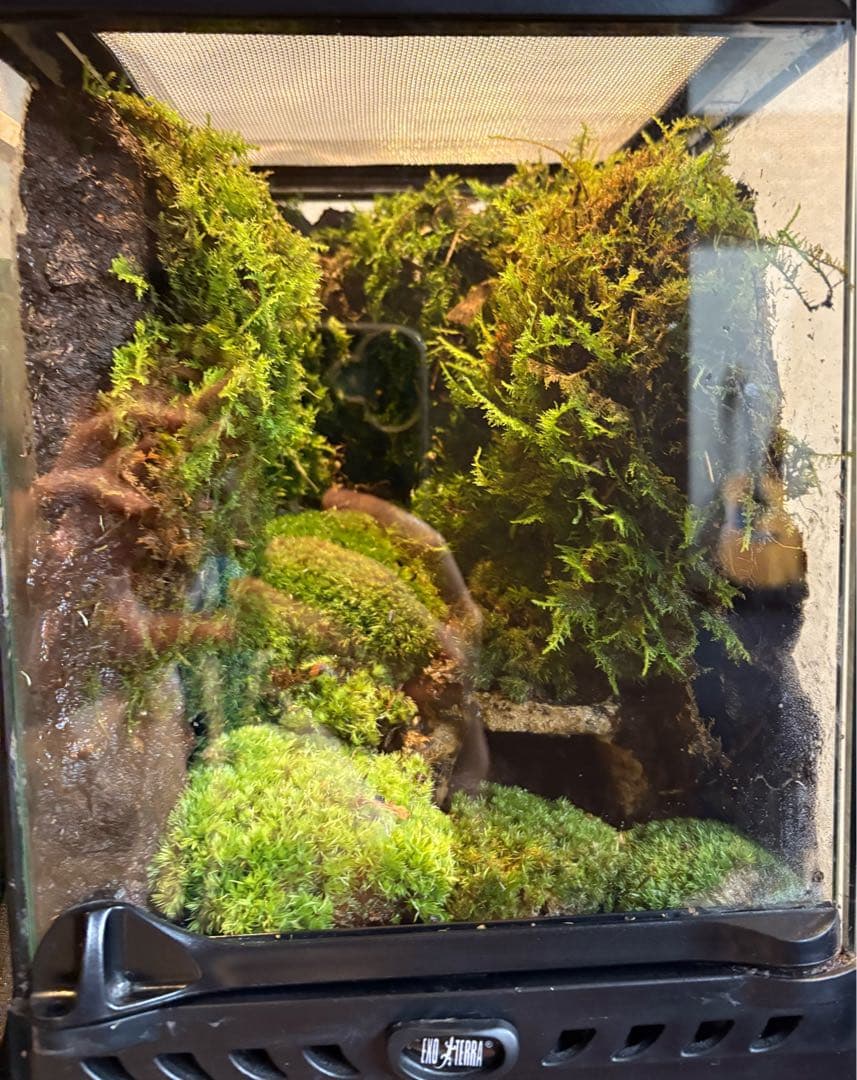 コケリウム　グラステラリウム