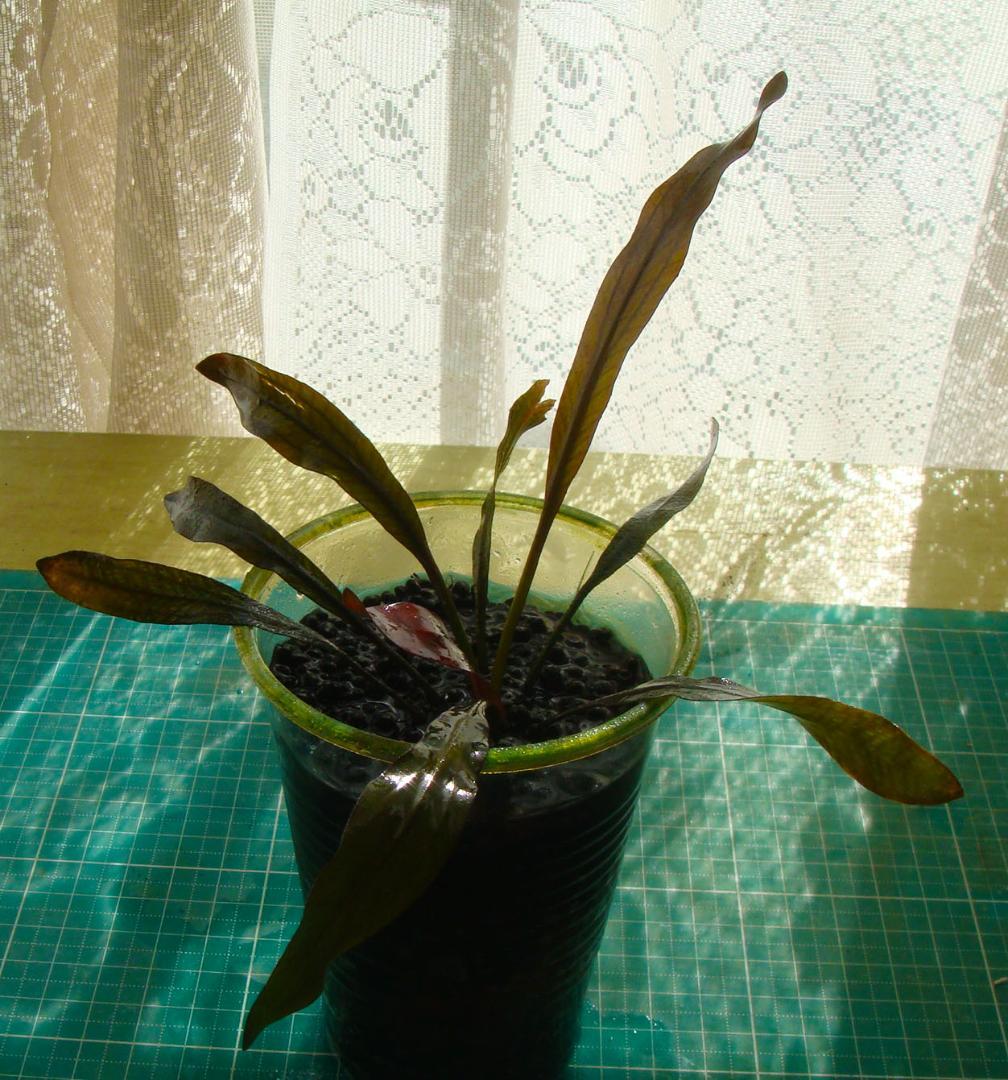 ぶ*ん様 エキノドルス ホレマニー ブラッドレッド