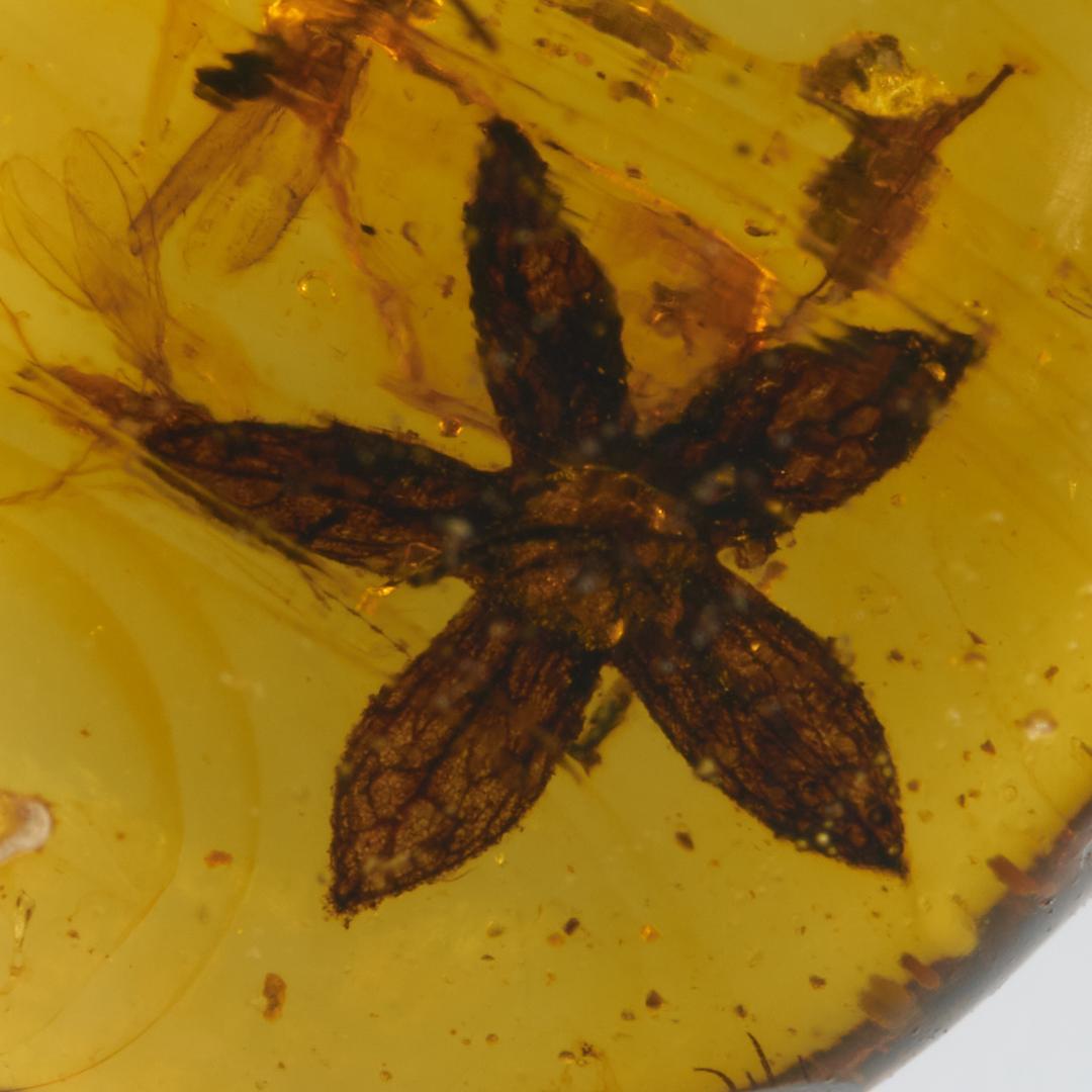 レア極上品 PA0004虫入り琥珀化石　ミャンマーカムティかタナイ9900万年前