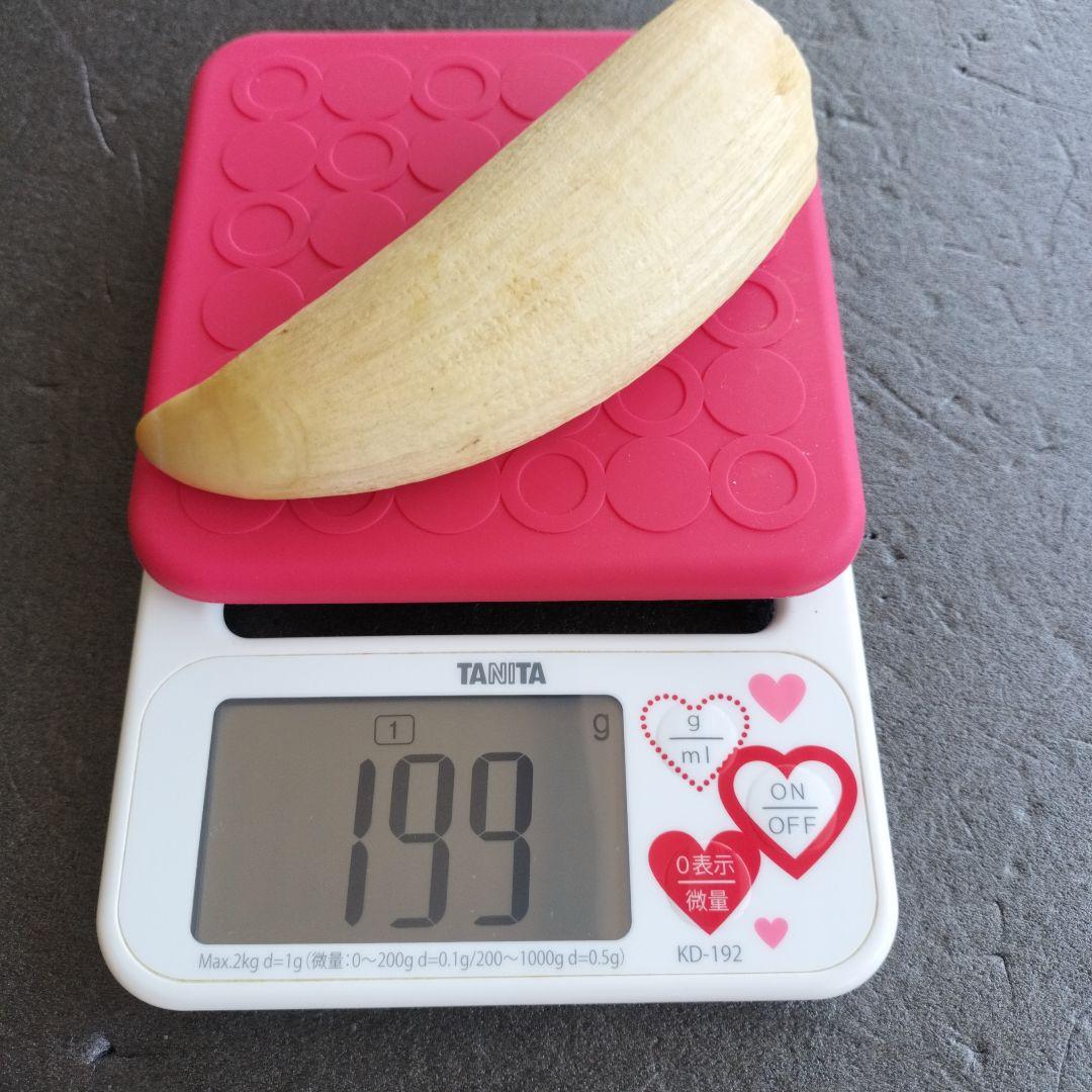 マッコウクジラ歯　牙　未加工　199グラム【工芸素材に】