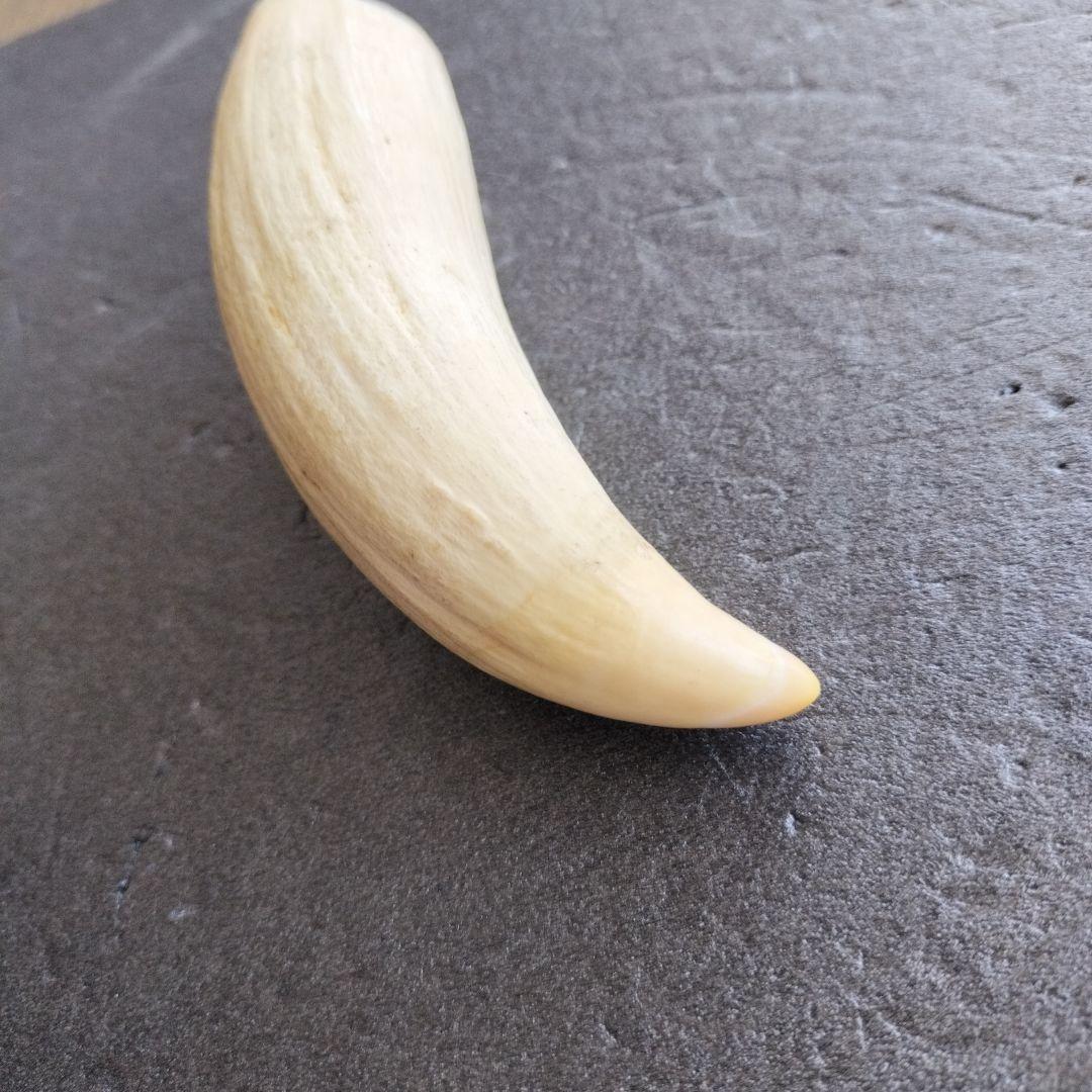 マッコウクジラ歯　牙　未加工　199グラム【工芸素材に】