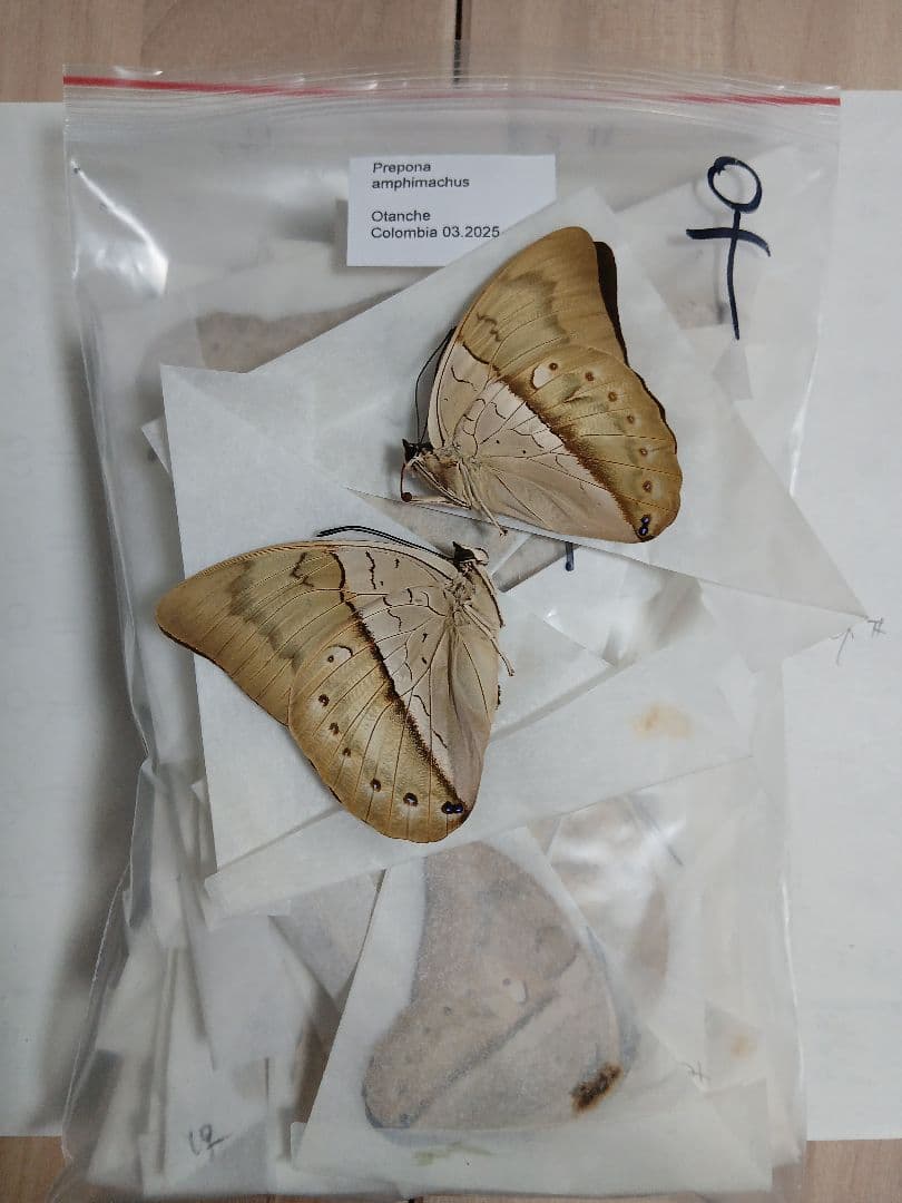 海外産標本｜ペルー産 蝶類 昆虫標本