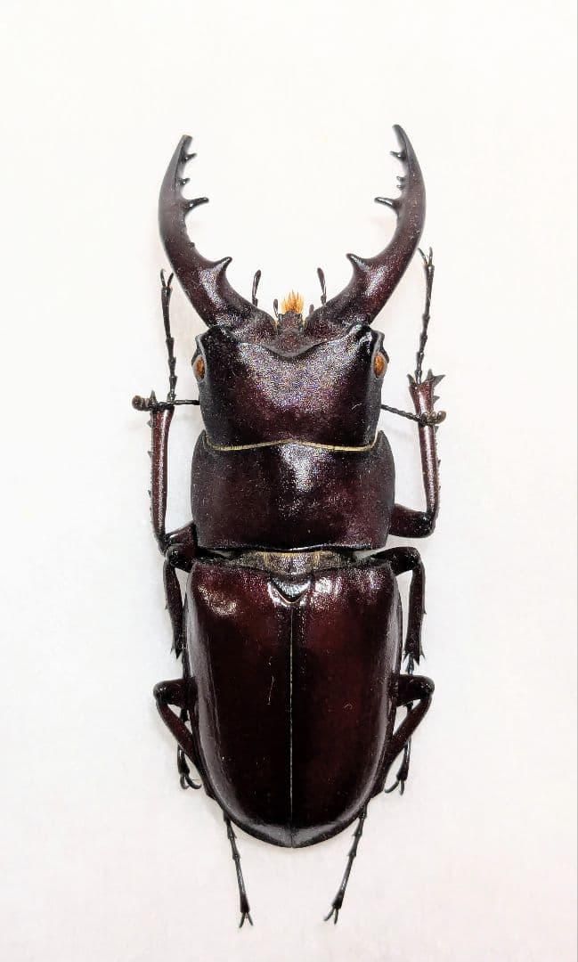 石垣　ヤエヤマノコギリ