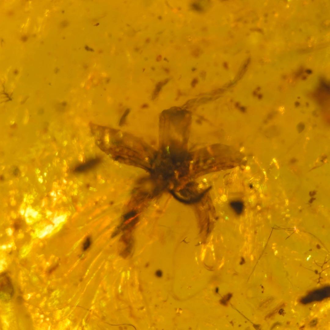 レア極上品TT0033花虫入り琥珀化石ミャンマーカムティかタナイ産9900万年前