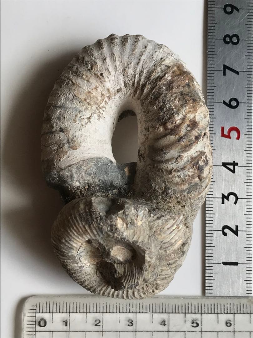 マダガスカル産　アンモナイト化石（ノストセラス）母岩なし　稀少