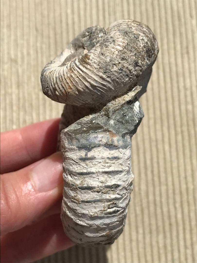 マダガスカル産　アンモナイト化石（ノストセラス）母岩なし　稀少