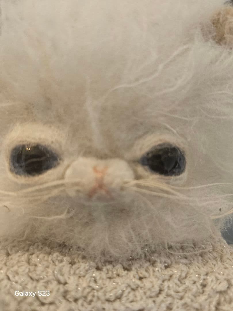 Kamo モヘア おねむな猫 ホワイト